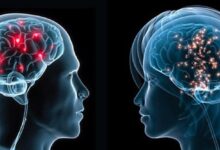 Мозок чоловіка та мозок жінки