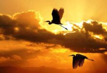 Чи є надія в безнадії