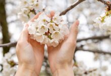 воскресіння