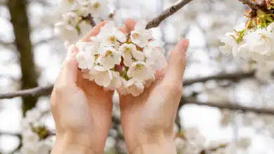 воскресіння