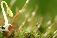 принципи волокнистої оптики