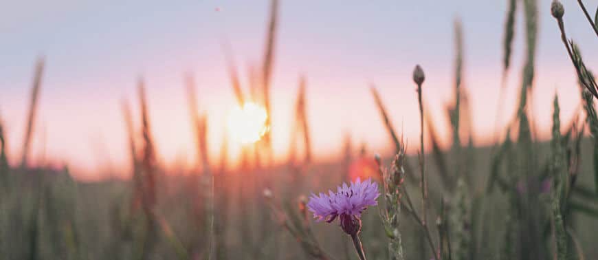 народження згори