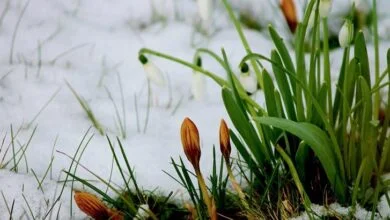 Хочу вірити