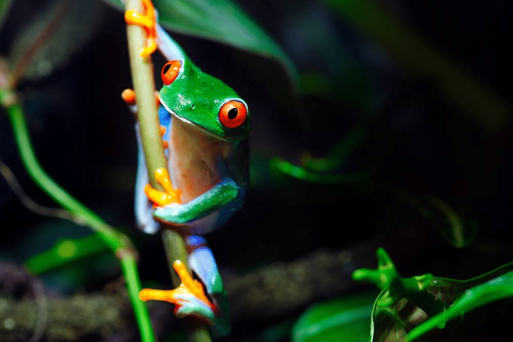 Метаморфоз жаби