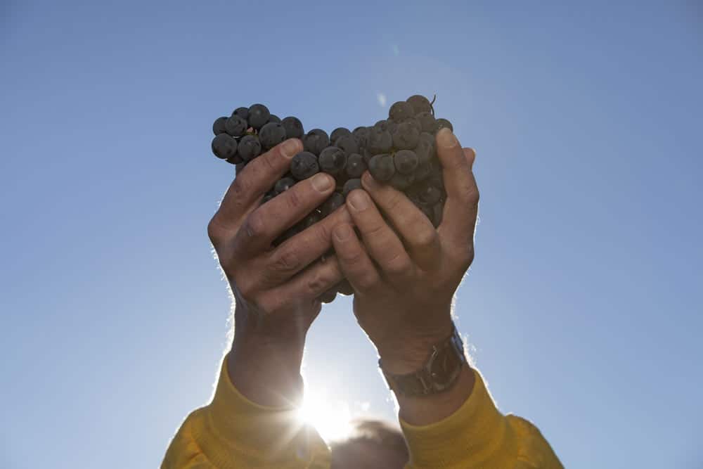 про вдячність