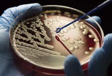 стійкість до антибіотиків