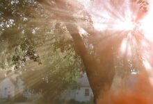 сонячиний день