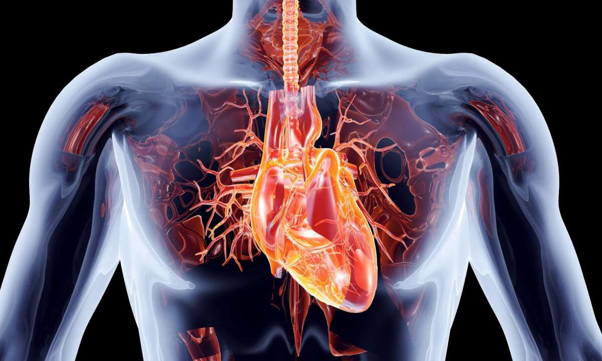 серце людини