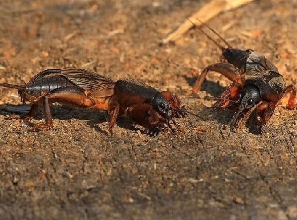 про самця капустянки