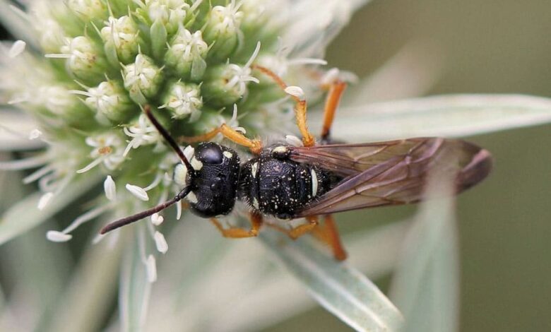 колорадський жук