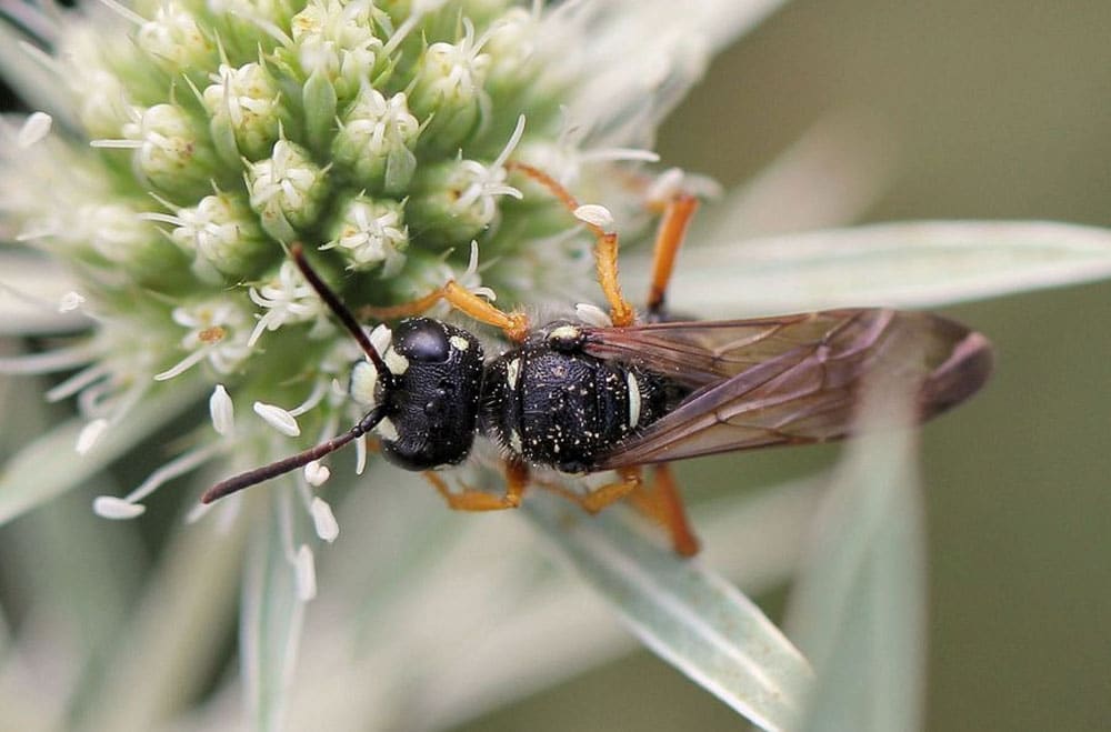 колорадський жук