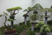 дерева бонсай