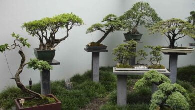 дерева бонсай