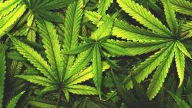 легалізували препарати з канабісом