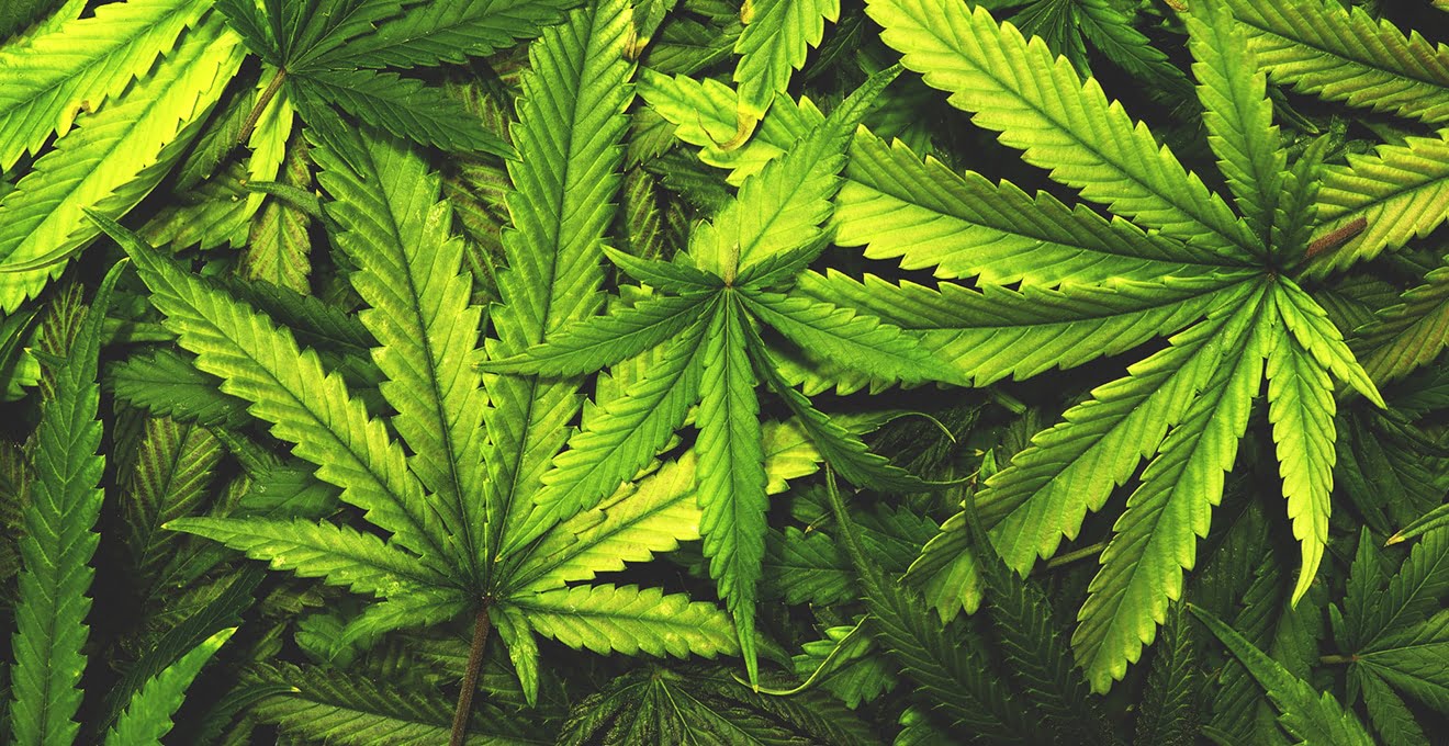 легалізували препарати з канабісом