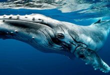 математичний платонізм