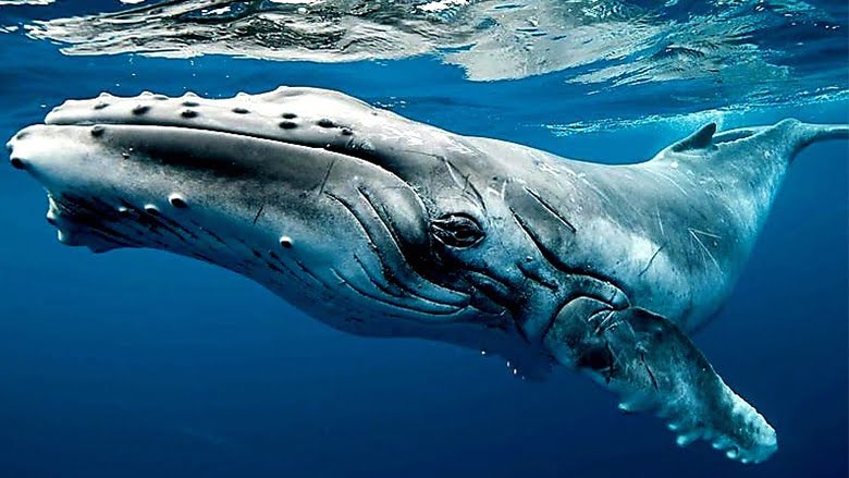 математичний платонізм