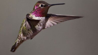 Сокол сапсан