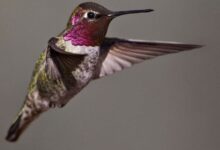 Сокіл сапсан