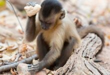 багато тварин