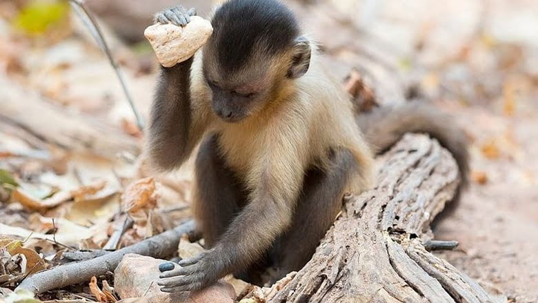 багато тварин