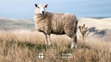 Що таке пастор