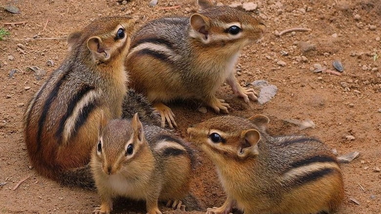 Сибірські бурундуки