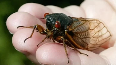 Цикады
