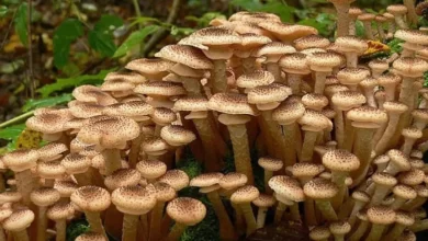 самый большой живой организм