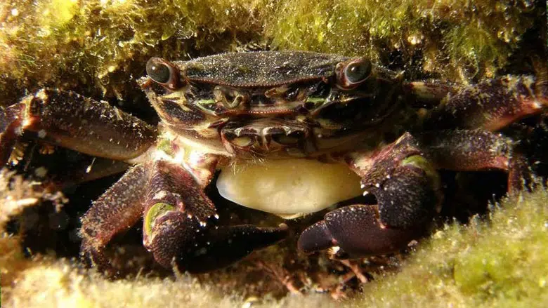 ракообразное