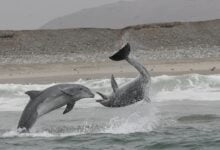 Ігри дельфінів