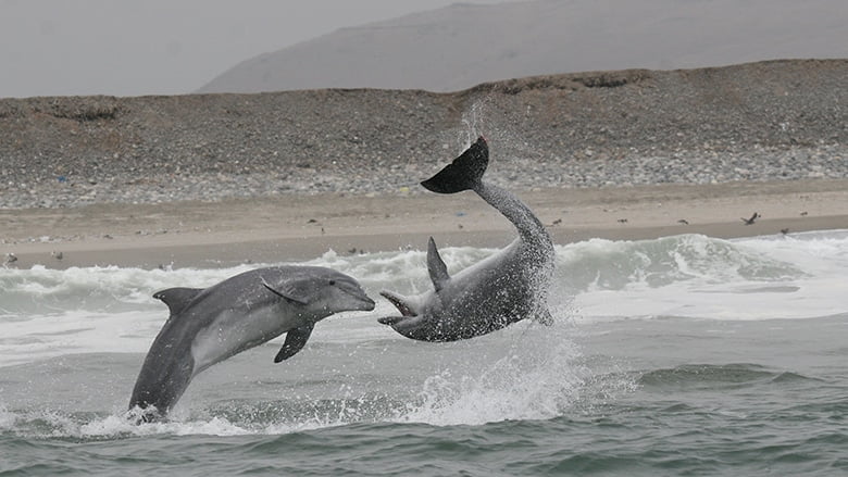 Ігри дельфінів