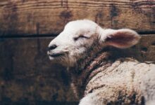 очищення гріхів