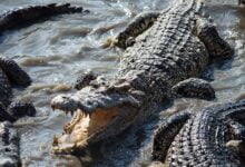 крокодили