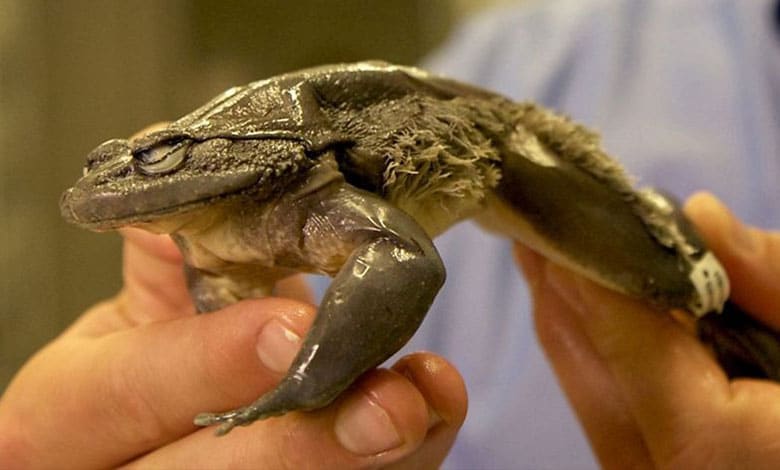 жахлива жаба