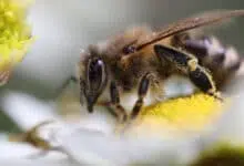 короткочасна пам'ять