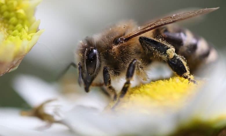 короткочасна пам'ять