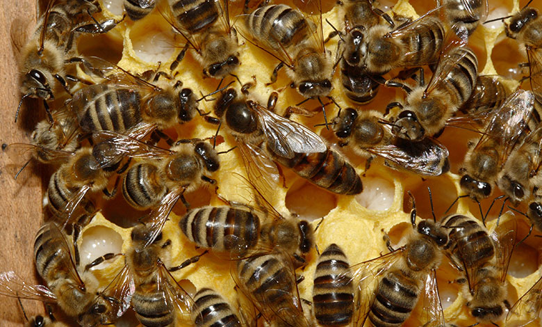 закон и порядок