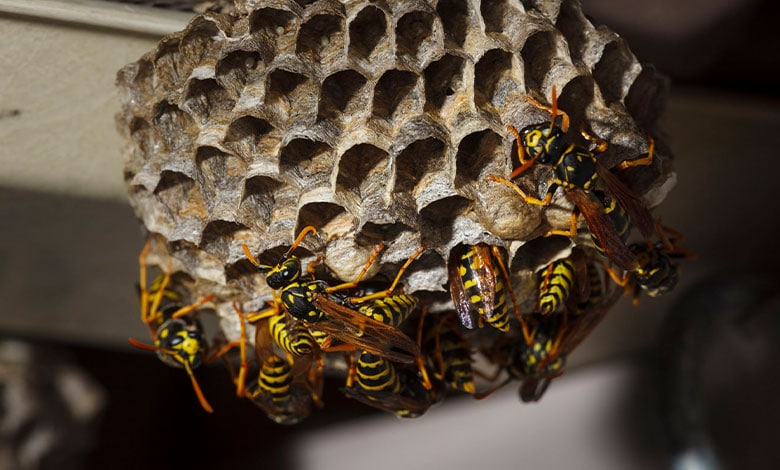 паперові оси