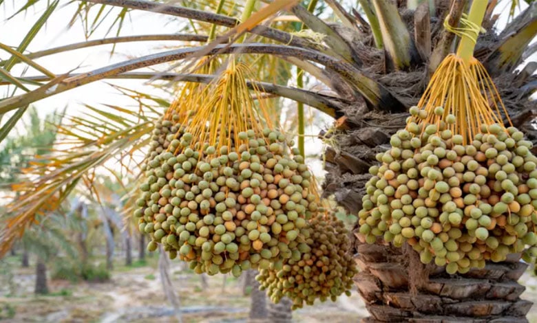 фінікові дерева