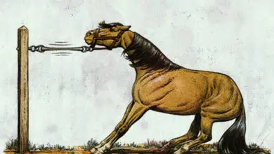 о коне и дьяволе