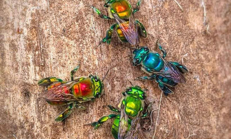 Бджоли-парфумери