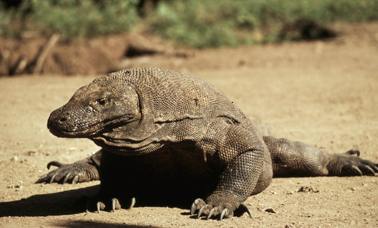 провидіння