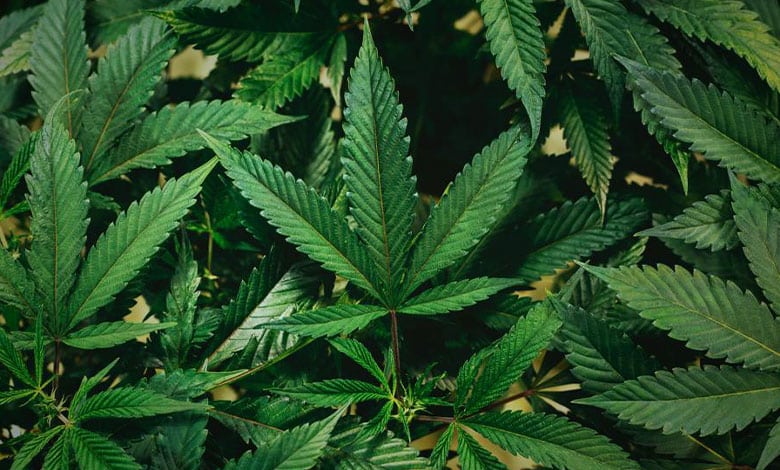продукти канабісу
