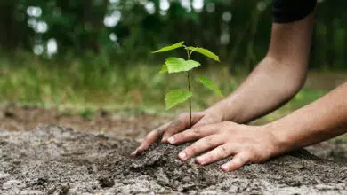 оливкове дерево