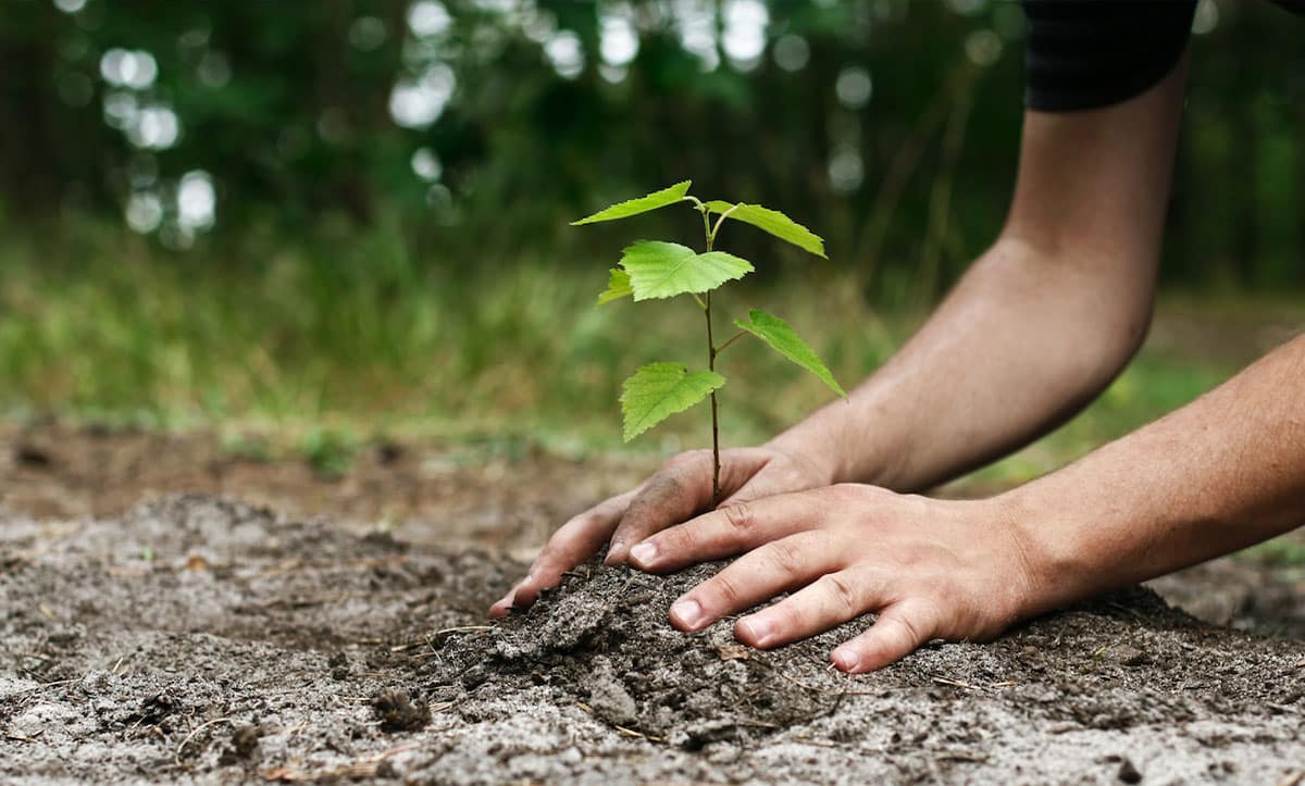 оливкове дерево