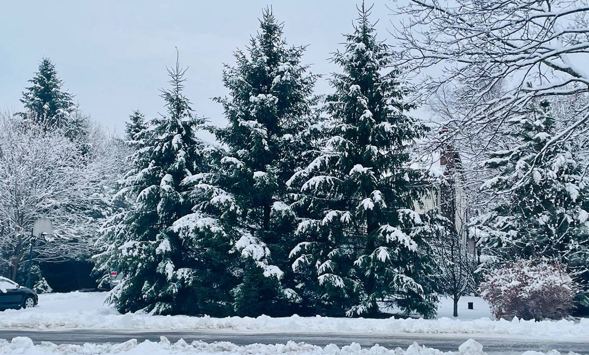 різдвяний вірш