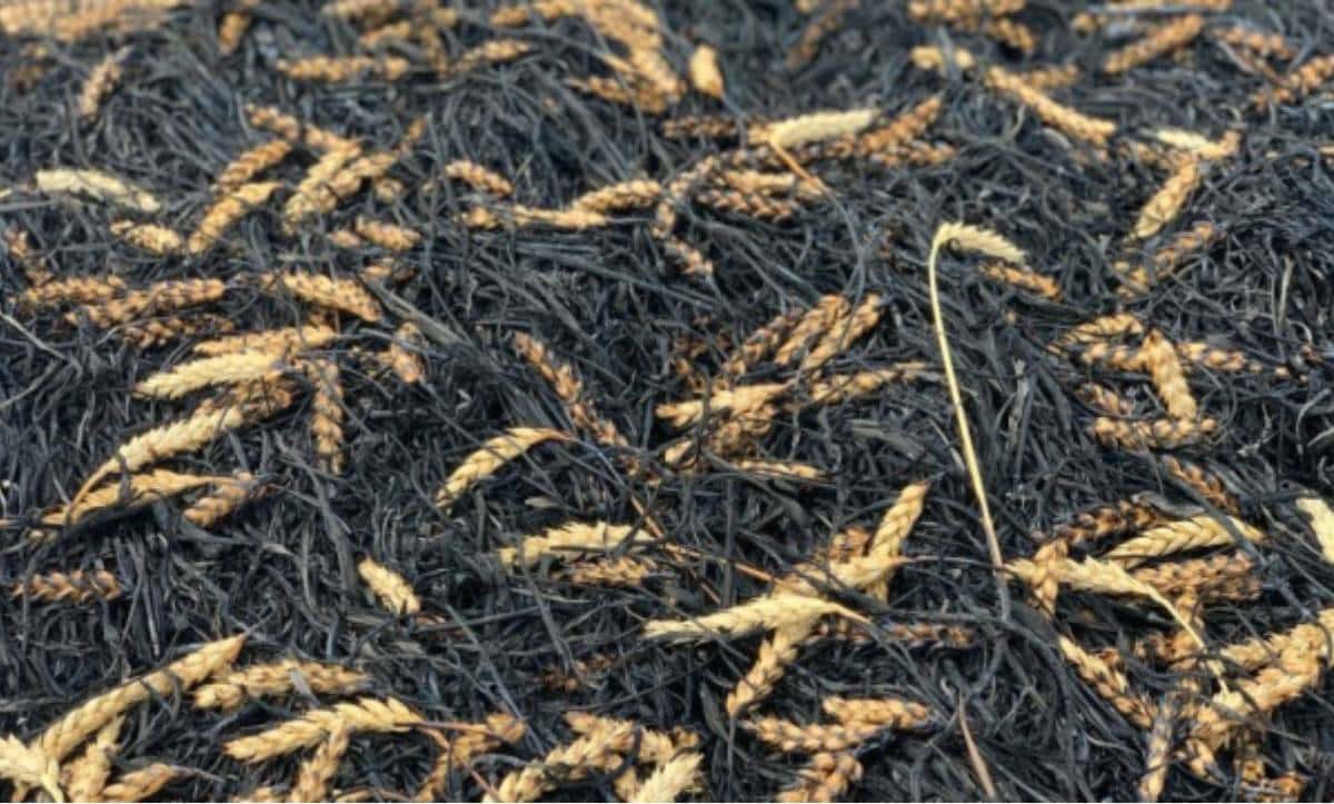 аграрний сектор України