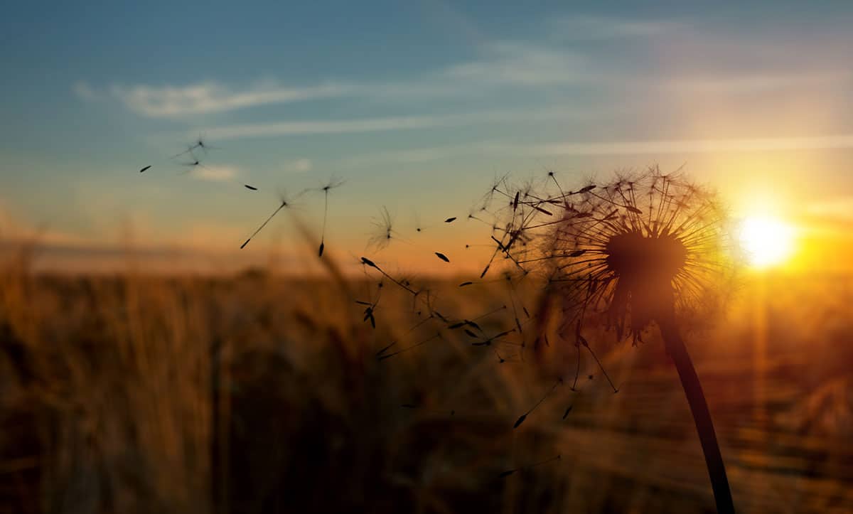 Ненавиджу смерть.