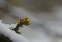 Воскресіння в природі